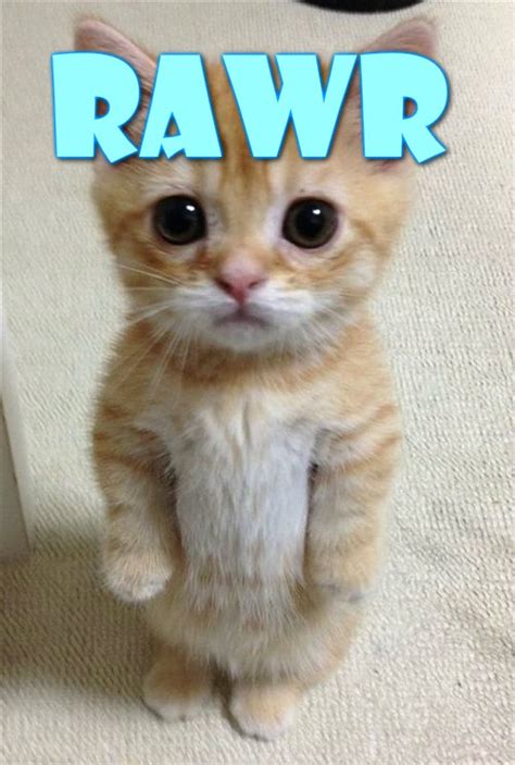 Tough Kitty .